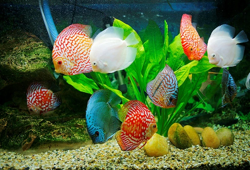 Kiếm hơn 10 triệu đô nhờ xuất ngoại cá cảnh ảnh 1