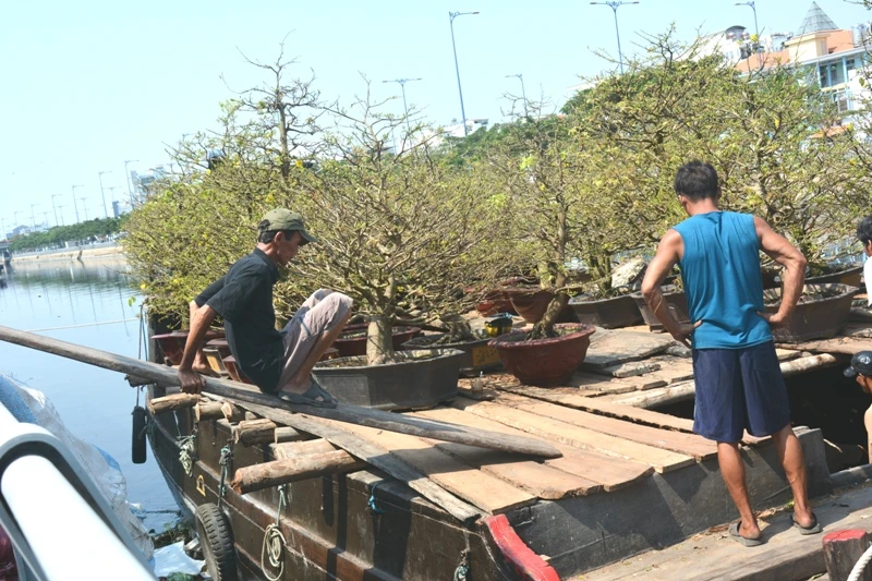 Hoa tết 'khổ' với nắng nóng Sài Gòn ảnh 4 Hoa tết 'khổ' với nắng nóng Sài Gòn ảnh 4