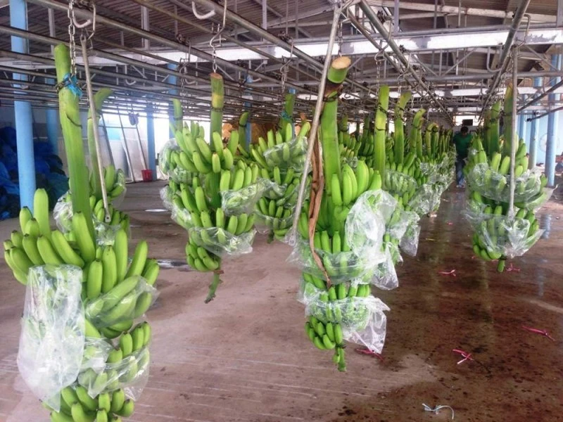 TP.HCM ký kết tiêu thụ chanh không hạt, chuối, rau thơm của Long An ảnh 1