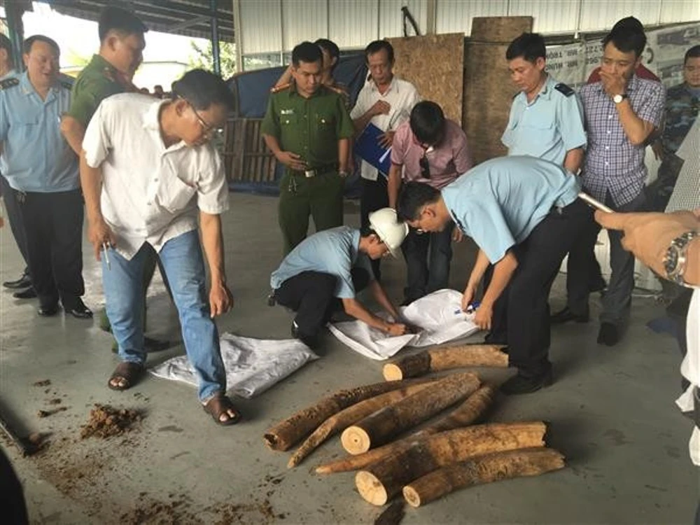 Tiếp tục phát hiện nhiều ngà voi châu Phi giấu trong gỗ ảnh 1