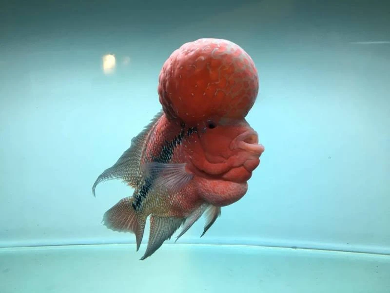 TP.HCM xuất khẩu châu Âu hơn 12 triệu con cá cảnh ảnh 6