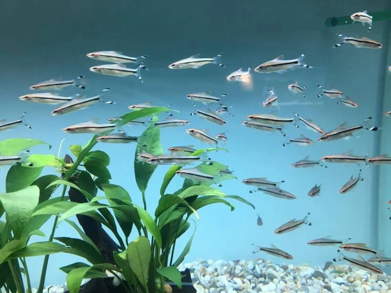 TP.HCM xuất khẩu châu Âu hơn 12 triệu con cá cảnh ảnh 11