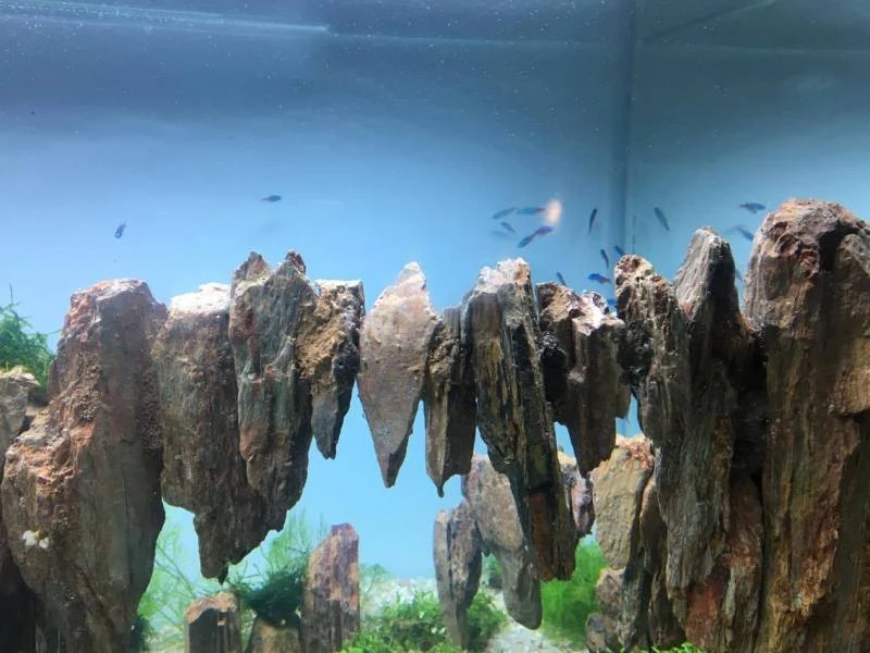 TP.HCM xuất khẩu châu Âu hơn 12 triệu con cá cảnh ảnh 12