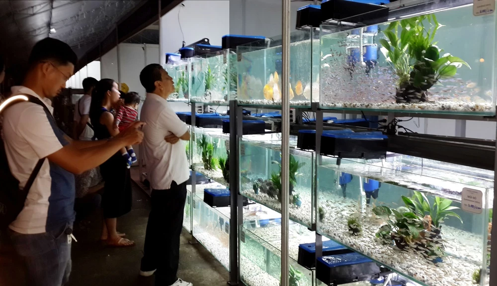 TP.HCM xuất khẩu châu Âu hơn 12 triệu con cá cảnh ảnh 1