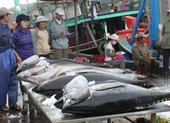 Trung Quốc mua nhiều cá ngừ từ Việt Nam để làm gì?