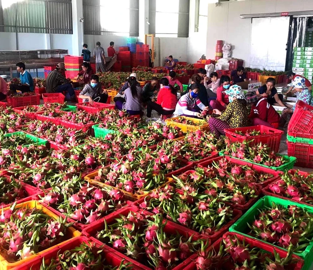 Trái cây Việt Nam xuất khẩu sang Thái Lan tăng hơn 240% ảnh 1