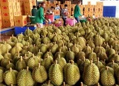 Sầu riêng xuất khẩu lao dốc, giảm gần 90%