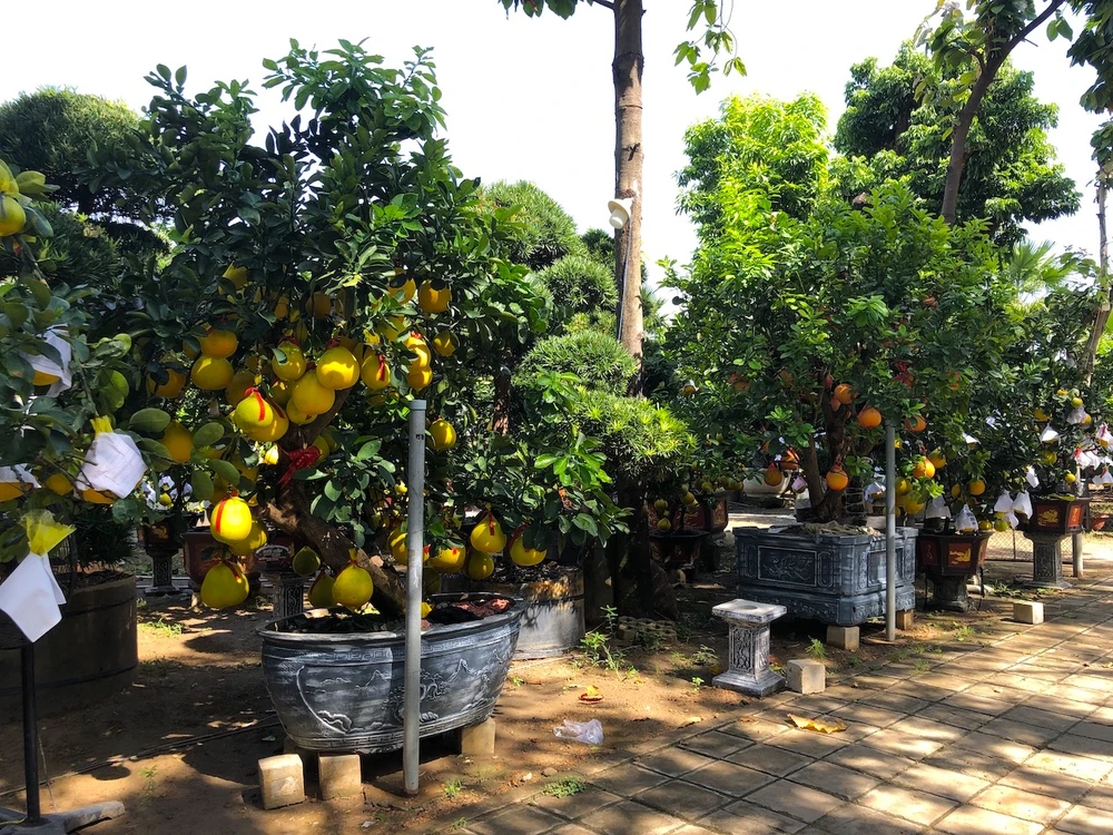 Bưởi Diễn giá hàng chục triệu ra phố đón tết sớm ảnh 3