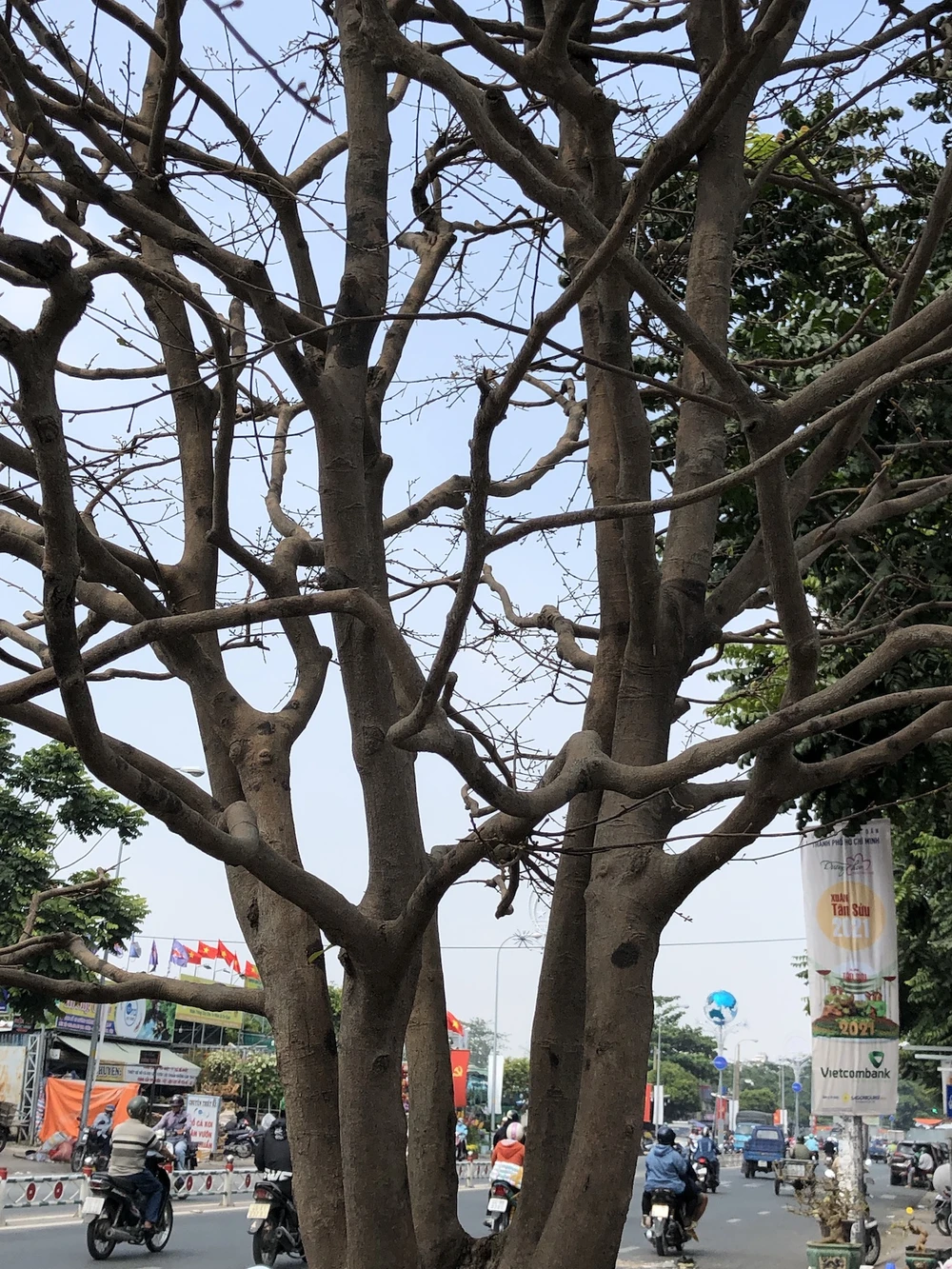 Xôn xao 'cụ' mai ngũ phúc hơn trăm tuổi giá 1,9 tỉ ở TP.HCM ảnh 4