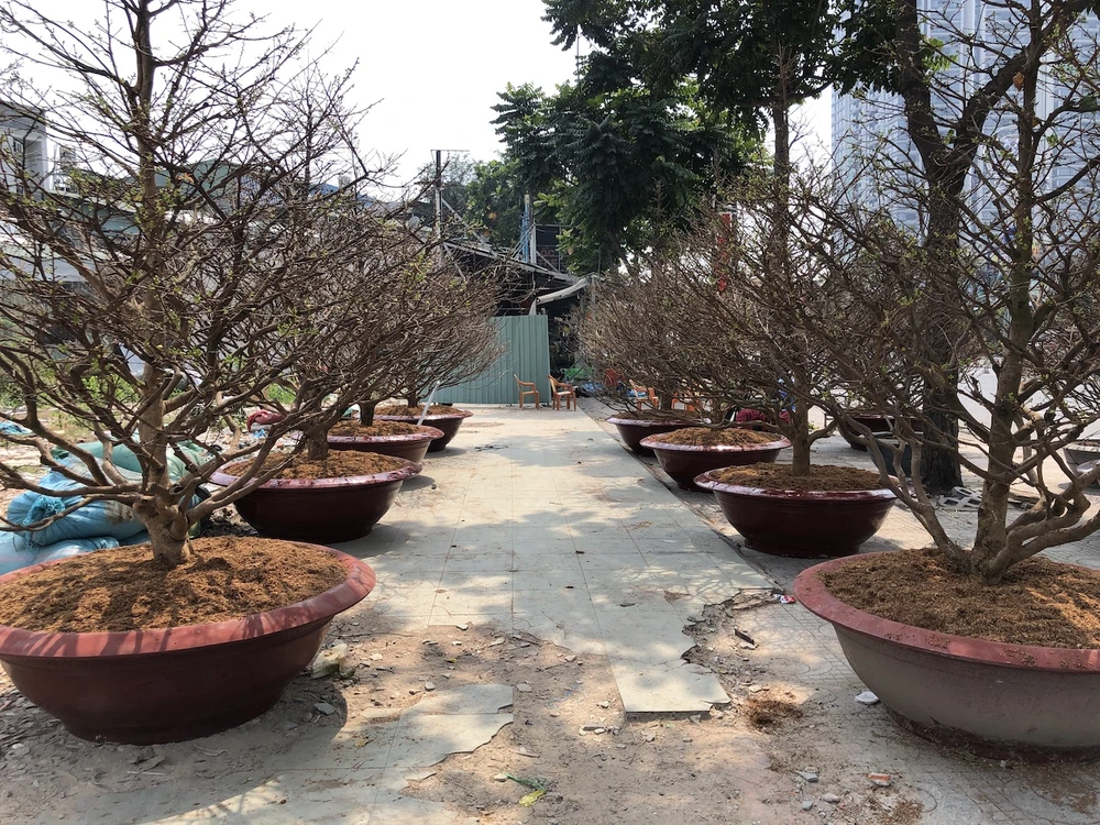 Xôn xao 'cụ' mai ngũ phúc hơn trăm tuổi giá 1,9 tỉ ở TP.HCM ảnh 7