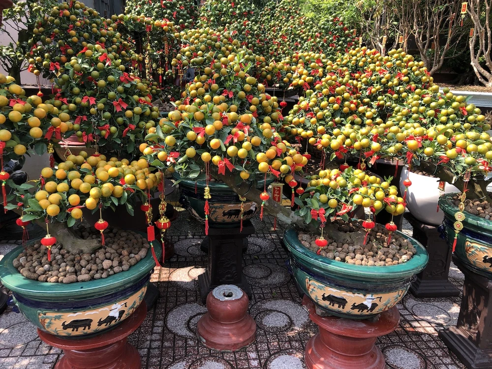 Tắc trâu vàng, tắc bonsai tạo hình kỳ công đắt khách ảnh 5