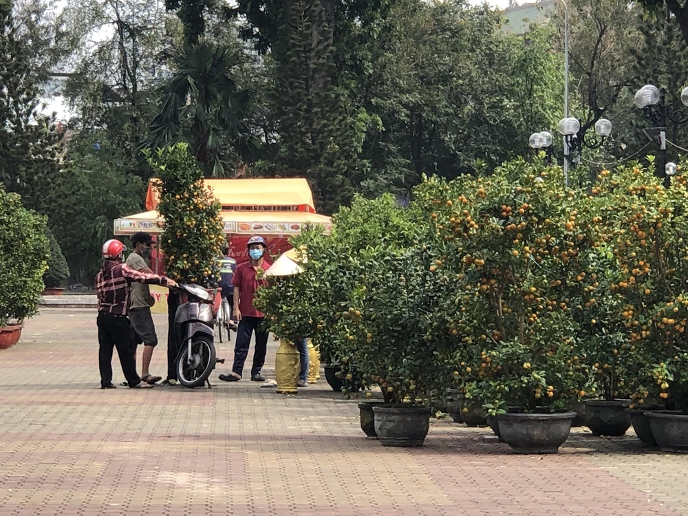 Tắc trâu vàng, tắc bonsai tạo hình kỳ công đắt khách ảnh 3