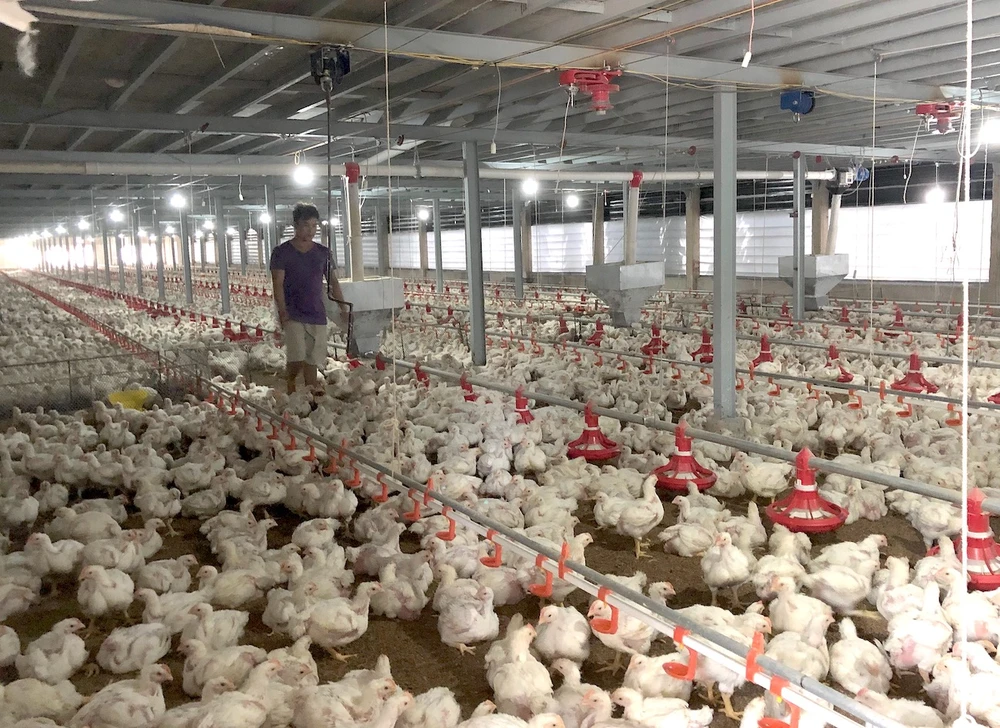 Gà ế, chủ trại phải bán giá rẻ như cho chỉ 11.000 đồng/kg ảnh 1