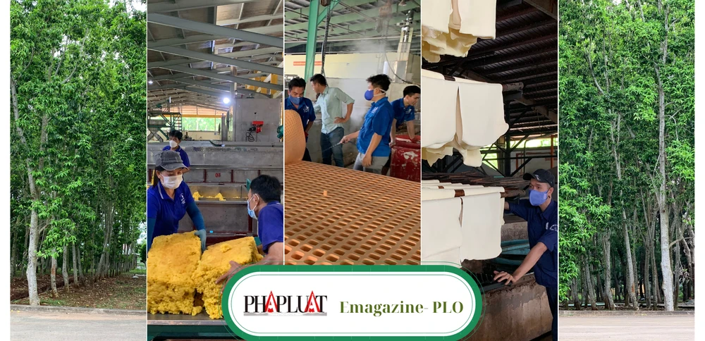 bai1-Emagazine- PLO.png