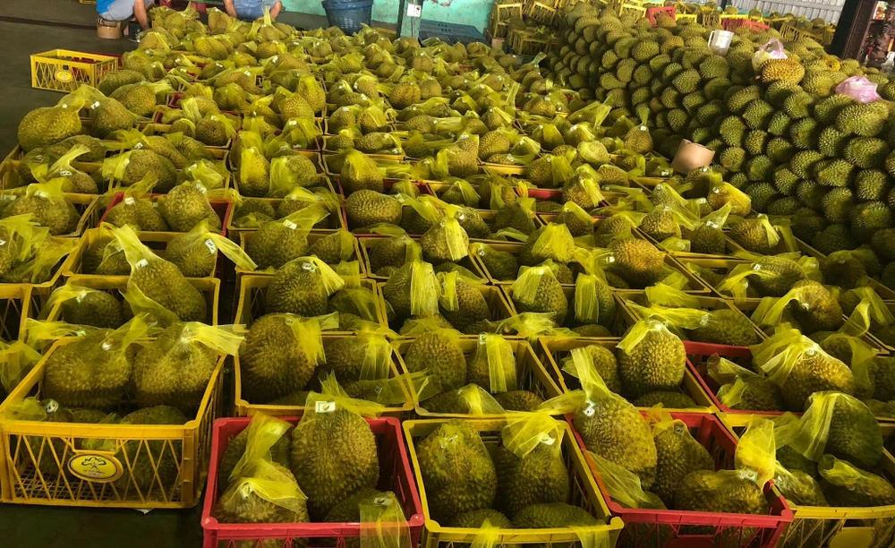 sầu riêng Việt Nam xuất khẩu sang Trung Quốc