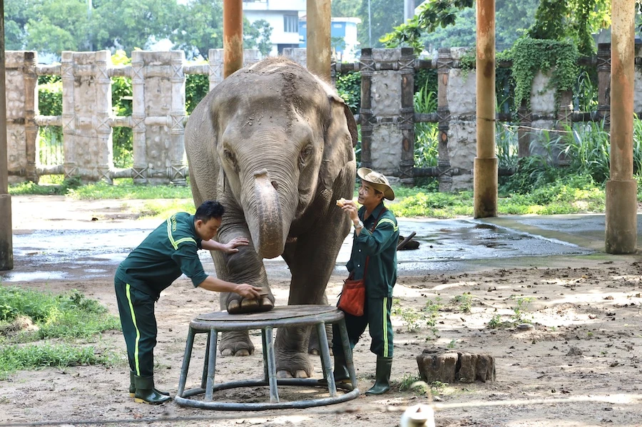 'Chuyển Thảo Cầm Viên ra Safari Củ Chi' là thông tin không chính xác-thao-cam-vien-no-thue1.jpg