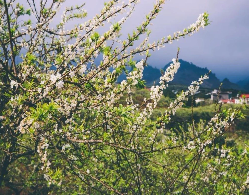 Những bông hoa mận khoe sắc giữa cao nguyên Mộc Châu.