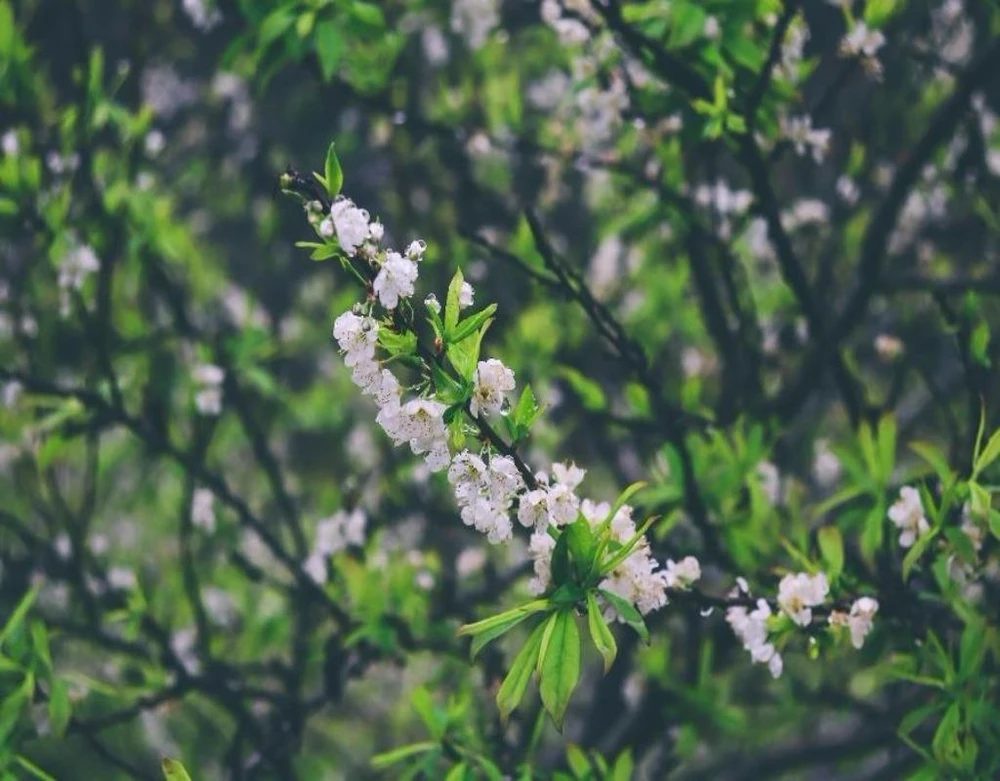 Cành hoa mận trắng tinh khôi nở bung trong sương sớm.