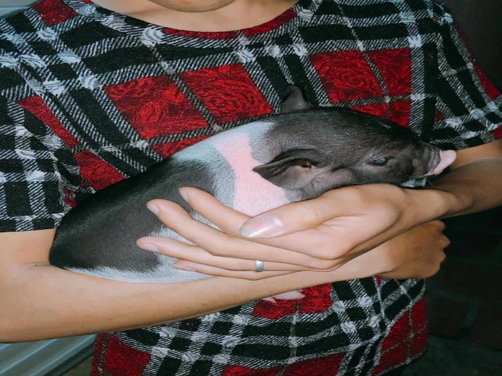 Chặn heo cảnh mini 2kg nhập lậu từ Trung Quốc ảnh 1