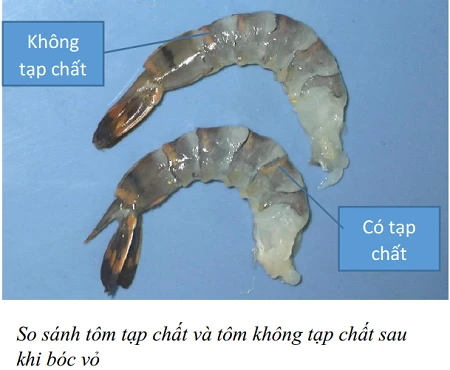 Tôm chứa tạp chất, làm sao để nhận biết? ảnh 3 Tôm chứa tạp chất, làm sao để nhận biết? ảnh 3
