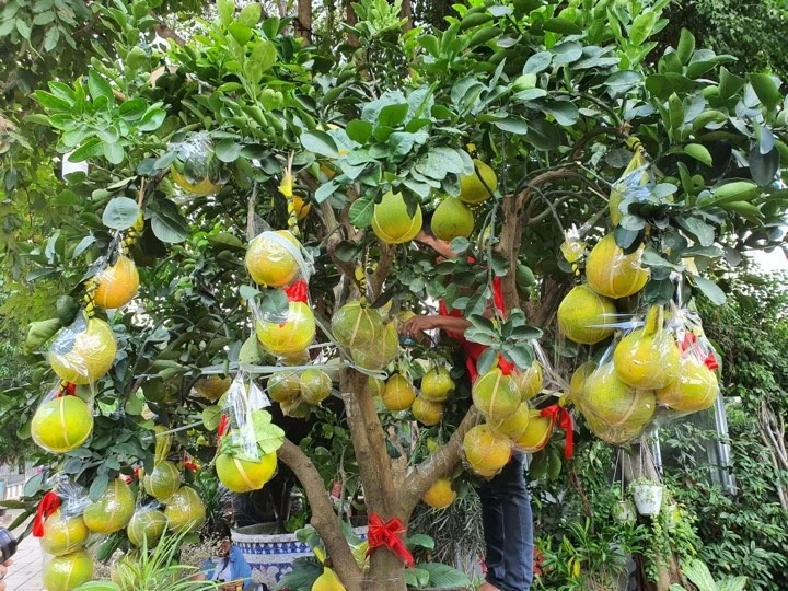 buoi-dien-gia70trieu-cay