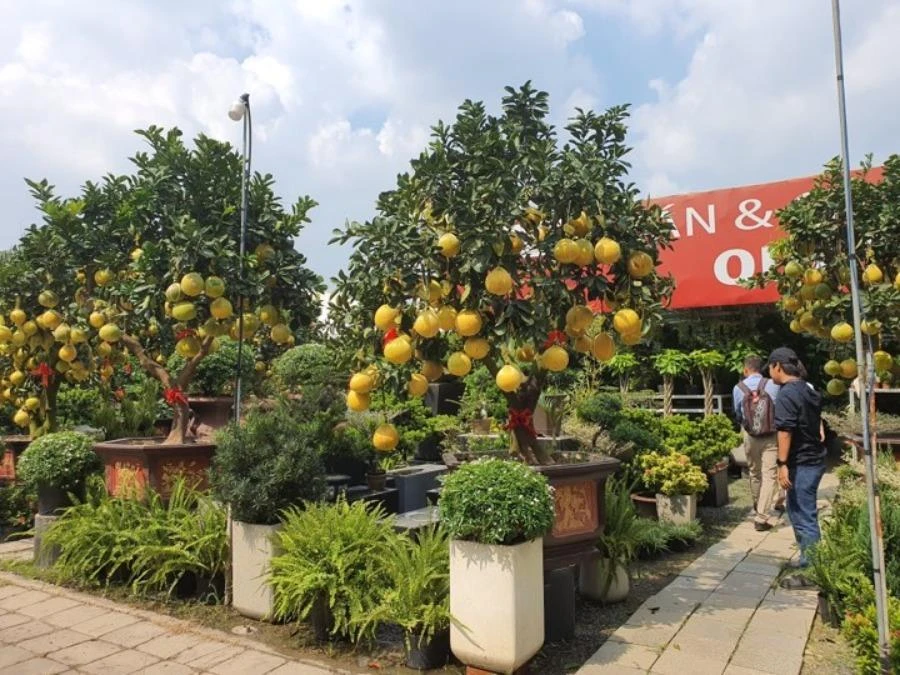 buoi-dien-gia-cao-tai-to.hcm