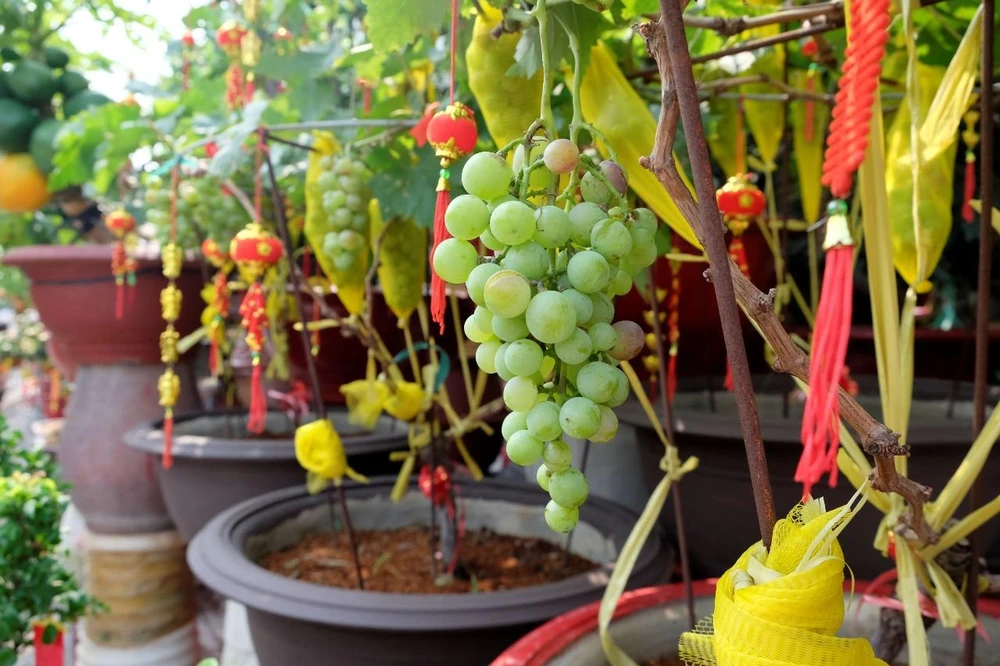 cay-canh-vao-chau-gia-cao