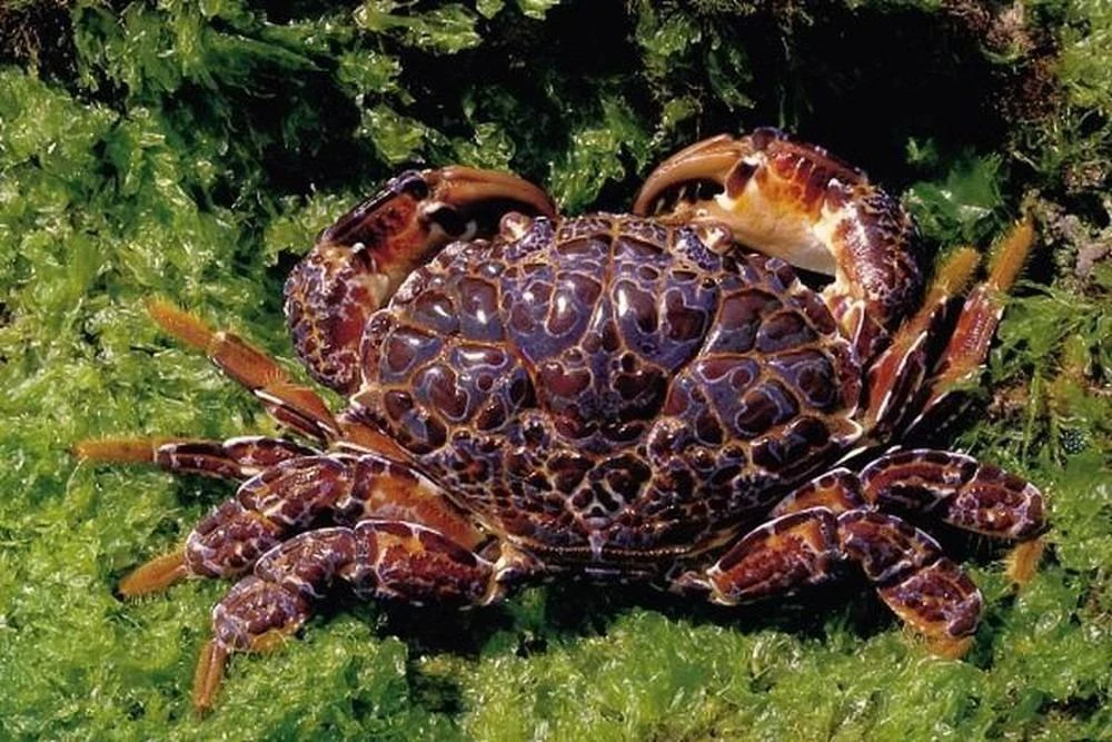 loai-cua-an-vao-co-the-tu-vong