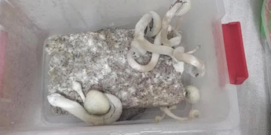 nam-thuc-than-nguy-hiem-ra-sao