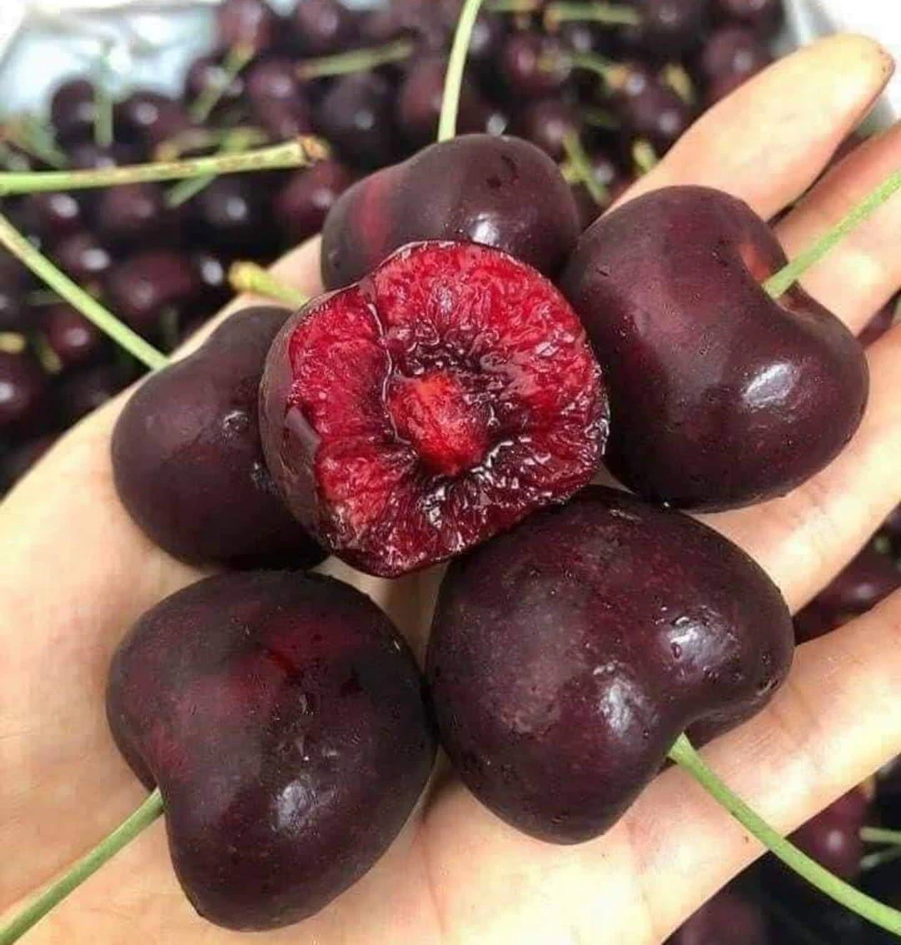 an-hoa-qua-truoc-khi-ngu