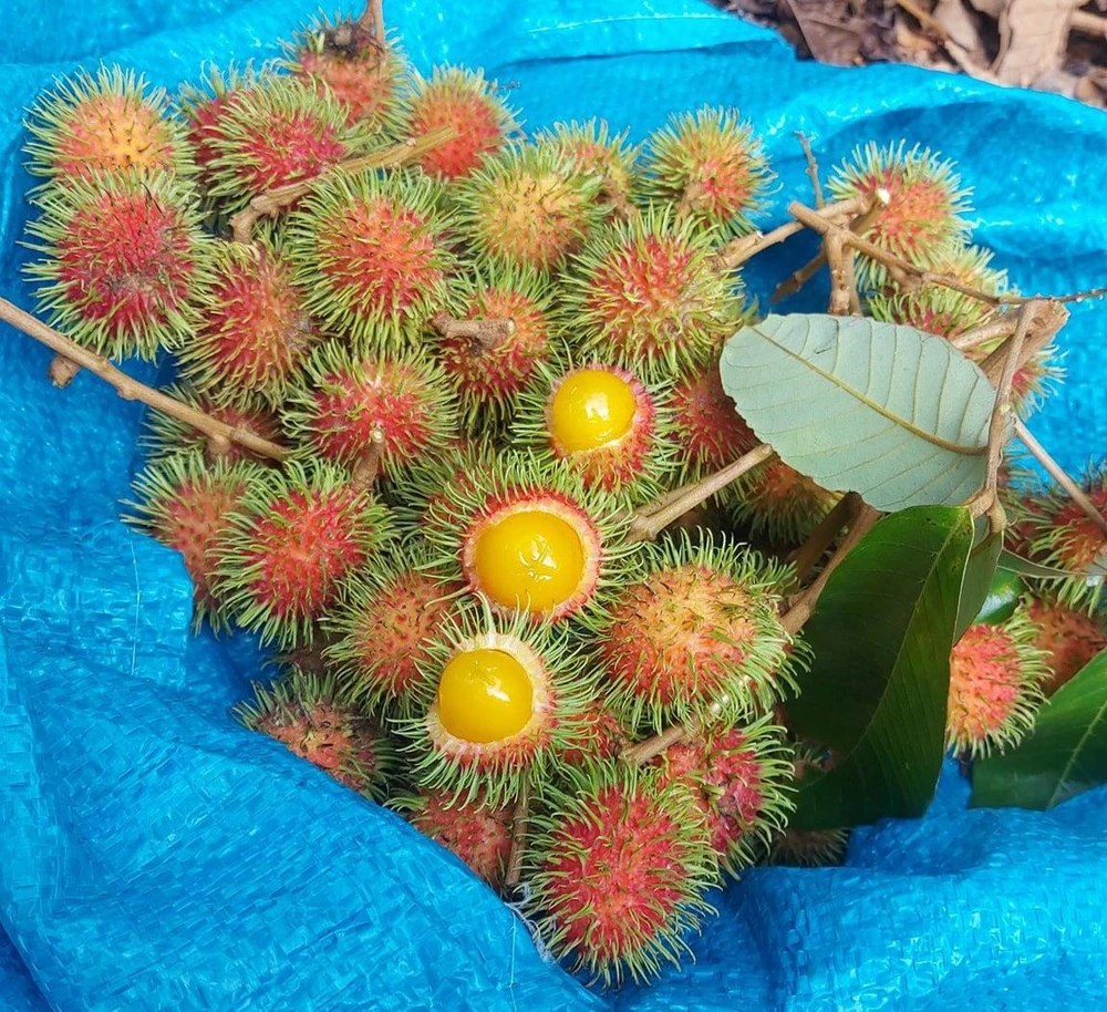 Với màu vàng độc đáo, chôm chôm rừng đang trở thành loại quả "cháy" hàng mỗi dịp hè về. Ảnh: THU HÀ