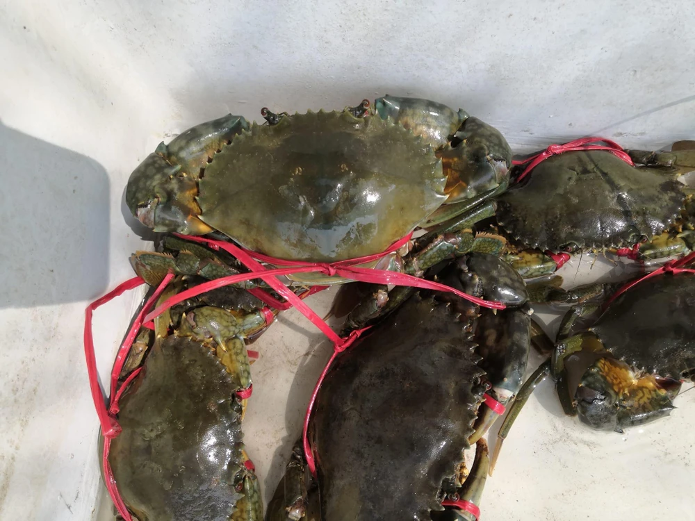 Giá cua gạch đang ở mức cao. ẢNH: THU HÀ