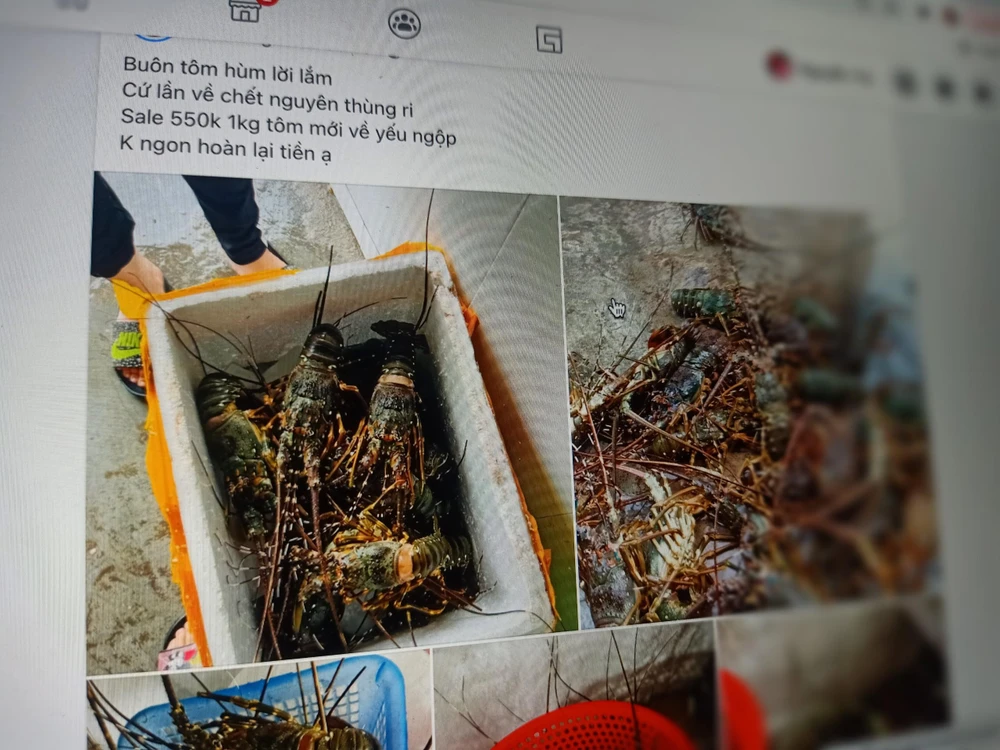 Hải sản chết ngộp có giá rẻ hơn 50% so với giá gốc, đang được nhiều người tiêu dùng lựa chọn. ẢNH: HẠ QUYÊN