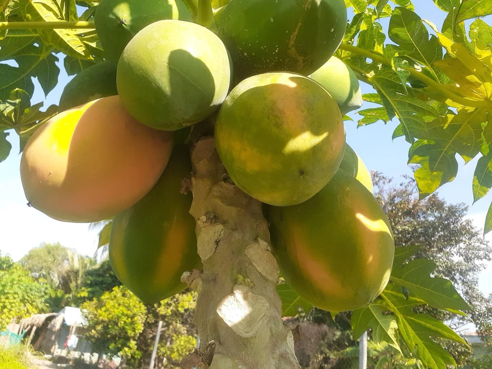 Đu đủ là loại quả được những người sống thọ nhất trên bán đảo Nicoya ăn thường xuyên. ẢNH: HẠ QUYÊN Đu đủ là loại quả được những người sống thọ nhất trên bán đảo Nicoya ăn thường xuyên. ẢNH: HẠ QUYÊN