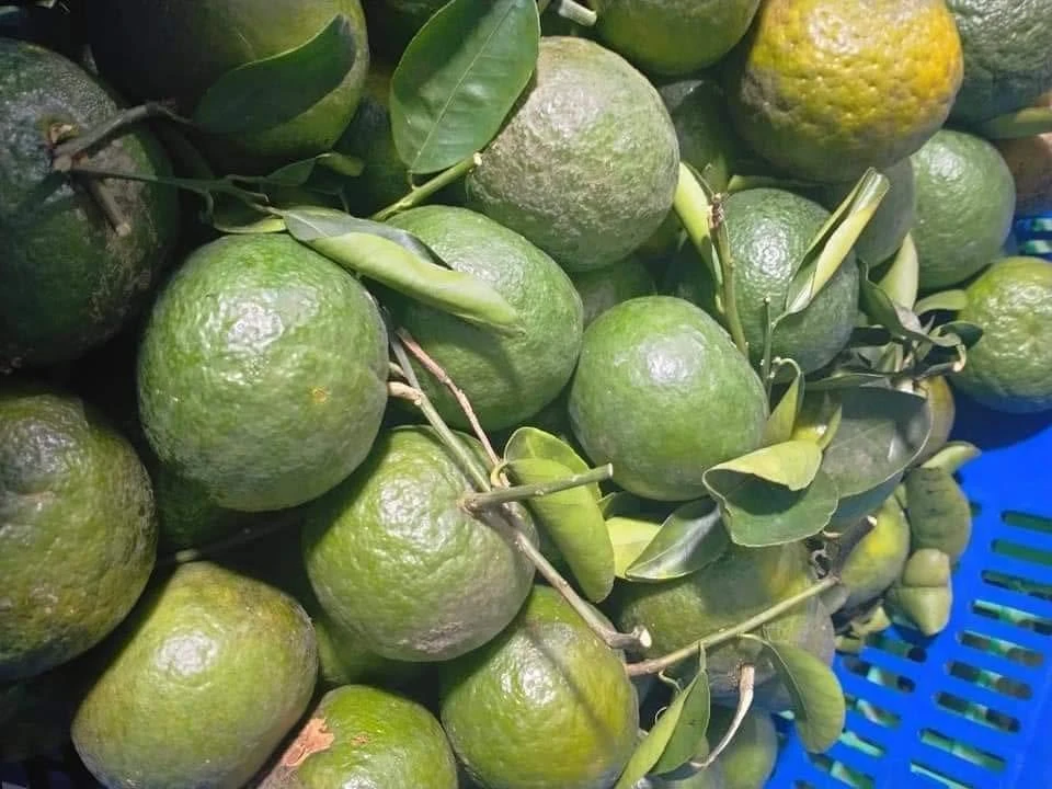 Nước ép cam tốt cho nam giới. ẢNH: HẠ QUYÊN