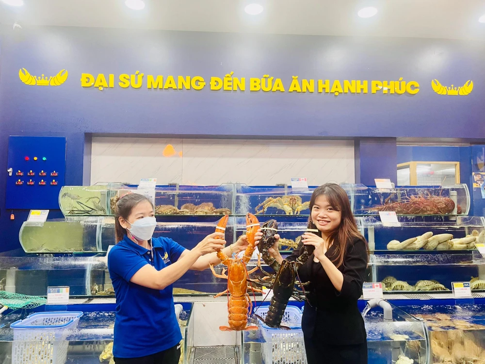 Tôm hùm Canada màu vàng cam lần đầu tiên xuất hiện tại Việt Nam. ẢNH: THU HÀ