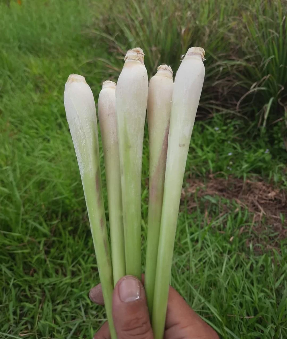 Sả có tác dụng đuổi muỗi. ẢNH: HẠ QUYÊN