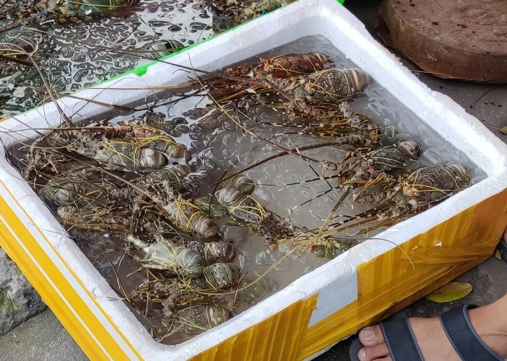 Tôm hùm đang được bán với giá từ 150.000 đồng/kg, chỉ bằng 1/7 so với giá tôm hiện nay.