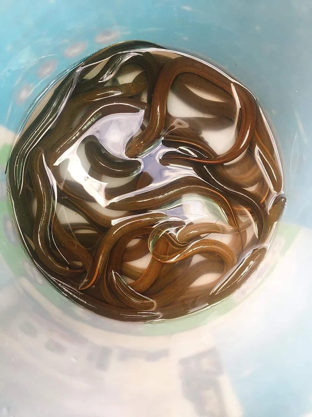 Nên chọn mua lươn còn sống, để đảm bảo an toàn. ẢNH: CẨM TÚ