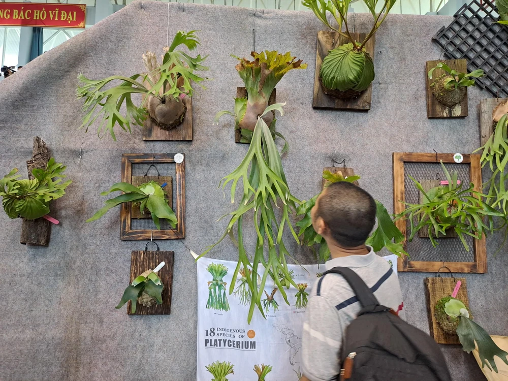 Các dòng Platycerium thu hút nhiều người tham quan. Ảnh: THU HÀ