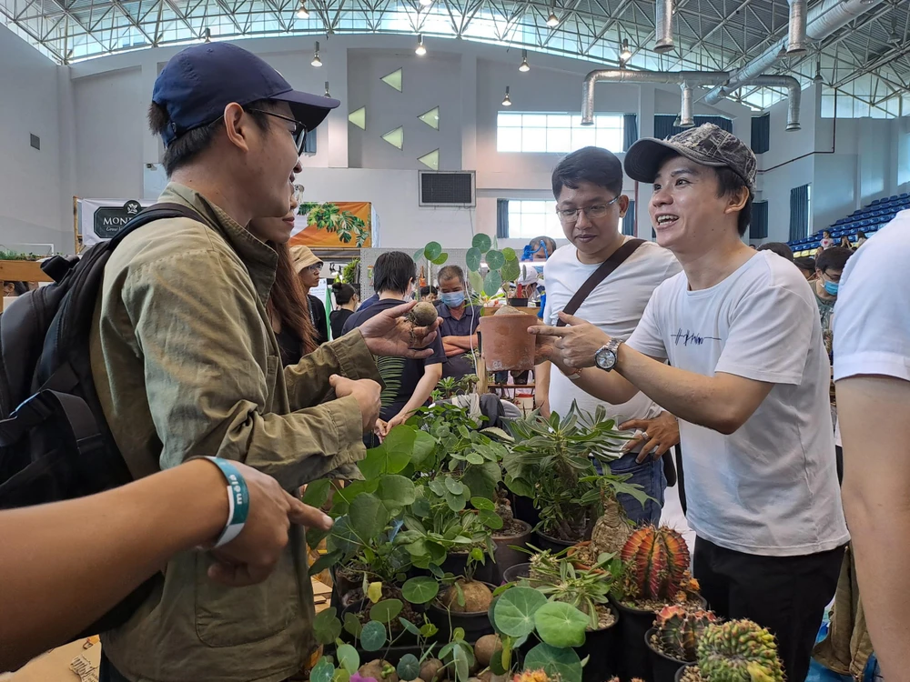 Dòng kiểng lá bình vôi thu hút nhiều khách hàng. Ảnh: THU HÀ