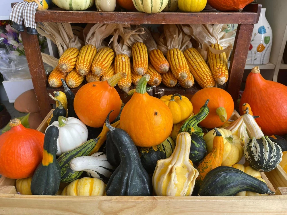 Bí ngô có hình thù kỳ dị là mặt hàng được nhiều người mua nhất. Ảnh: THU HÀ