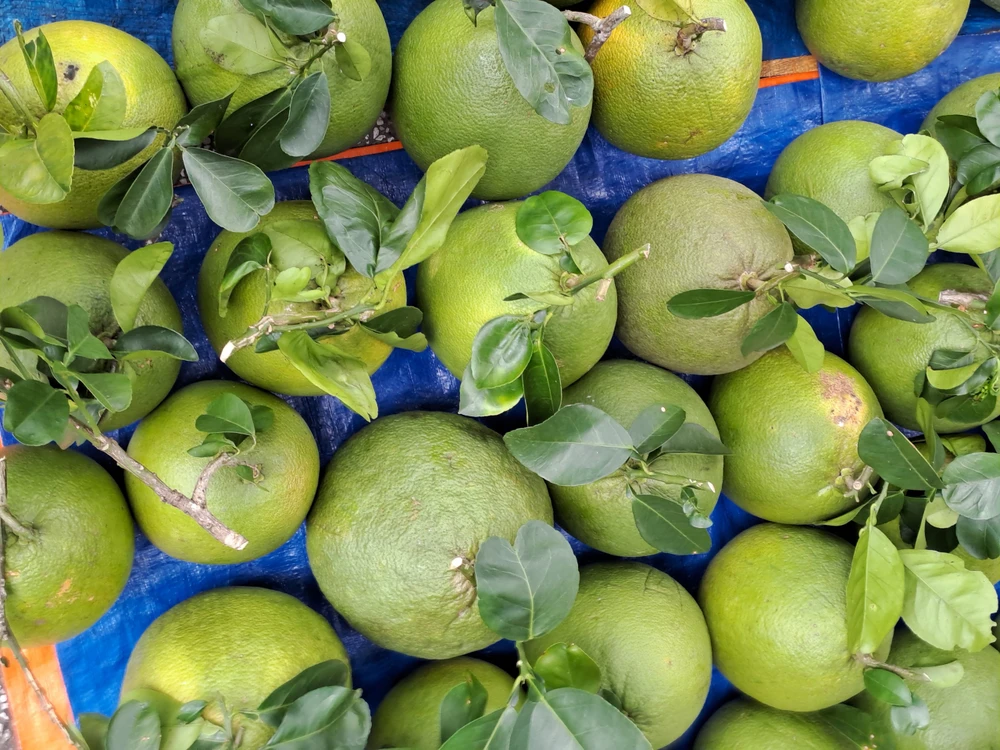 Giá bưởi đã bắt đầu đà tăng vào dịp Tết 2023. Ảnh: THU HÀ