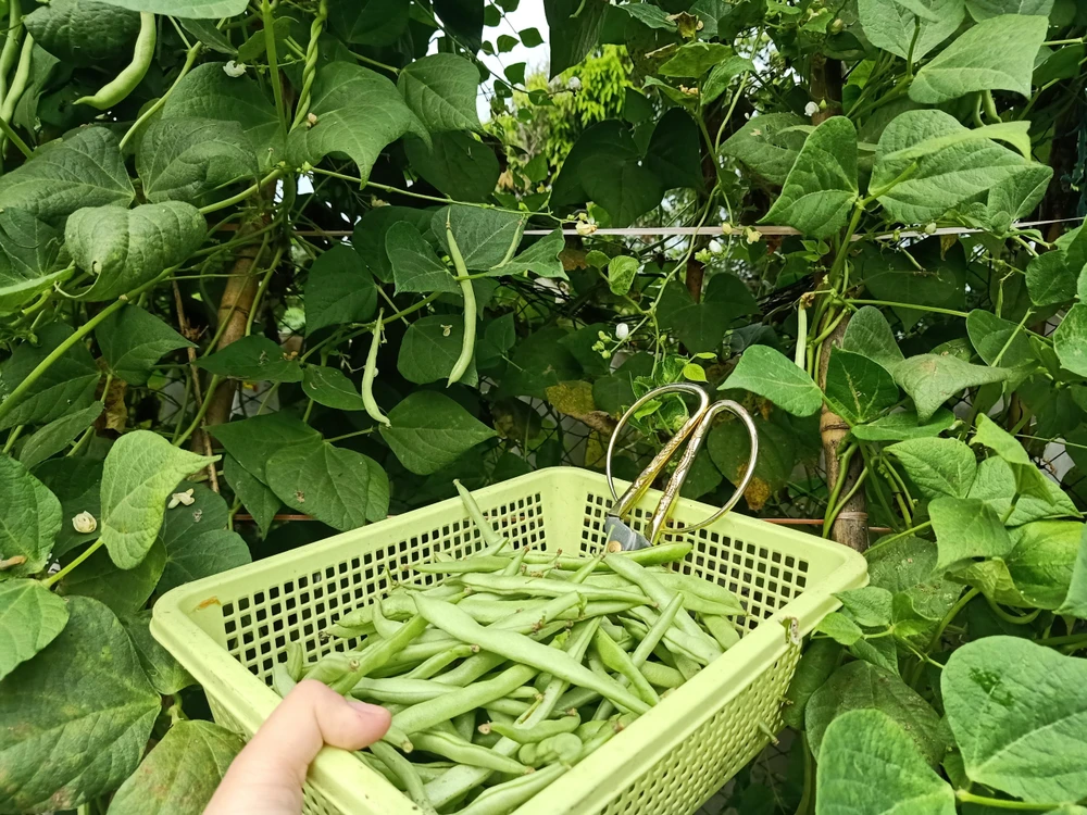 Đậu sạch sẽ có lông tơ, màu sắc tự nhiên. Ảnh: HẠ QUYÊN