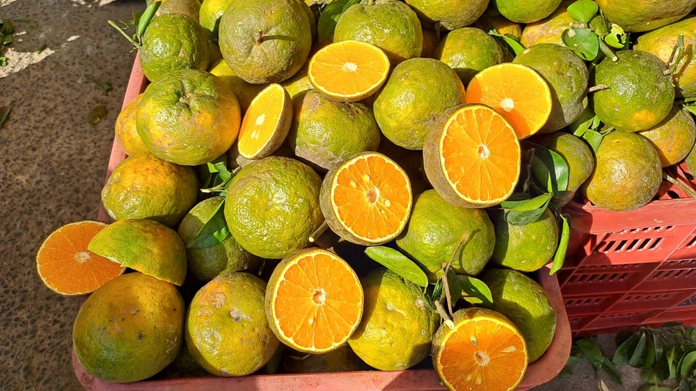 Cam sành đang rớt giá chỉ từ 5.000 - 10.000 đồng/kg. Ảnh: HẠ QUYÊN Cam sành đang rớt giá chỉ từ 5.000 - 10.000 đồng/kg. Ảnh: HẠ QUYÊN