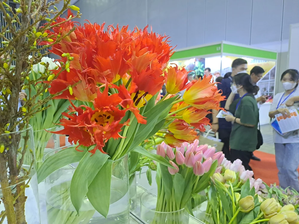 Năm nay hoa tulip trở thành loại hoa được nhiều người tiêu dùng săn đón trong dịp lễ 8-3. Ảnh: Thu Hà