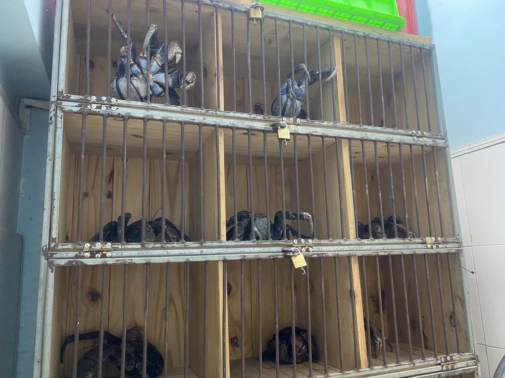 Hiện những con cua dừa này được nhốt từng lồng riêng để tránh kẹp và đánh nha