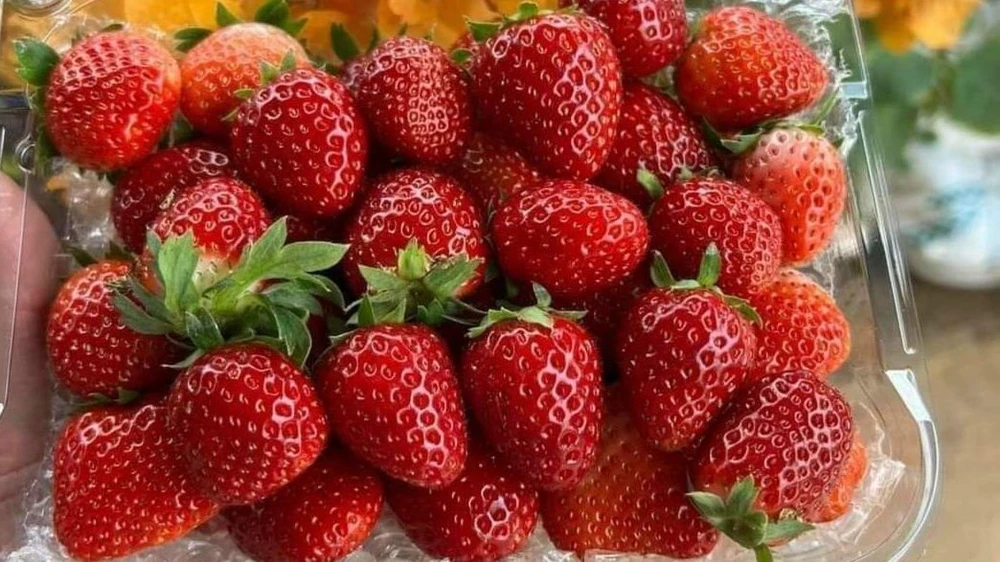 Dâu tây đang có giá bán khá rẻ, dù đang vào giai đoạn cuối vụ. Ảnh: H.Nhân