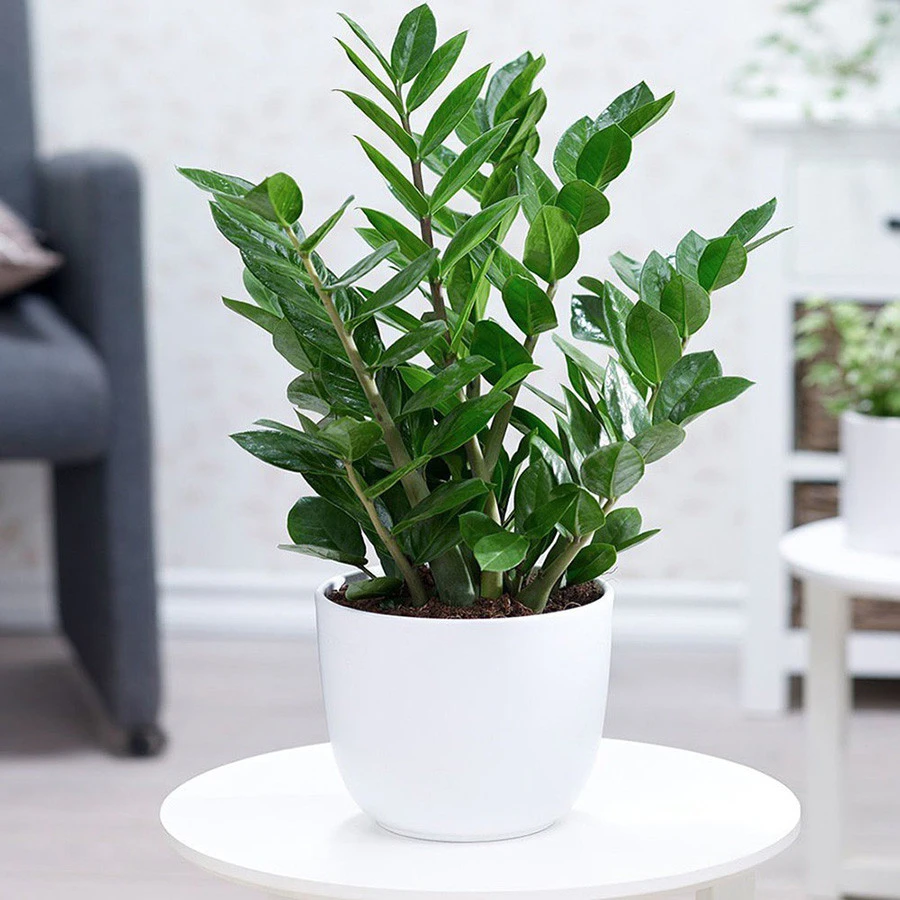 Cây kim tiền thường được chọn làm cảnh, mang lại may mắn cho gia chủ, tuy nhiên về y học chúng lại chứa canxi oxalat, nguy hiểm cho người khi ăn phải. Ảnh: Internet