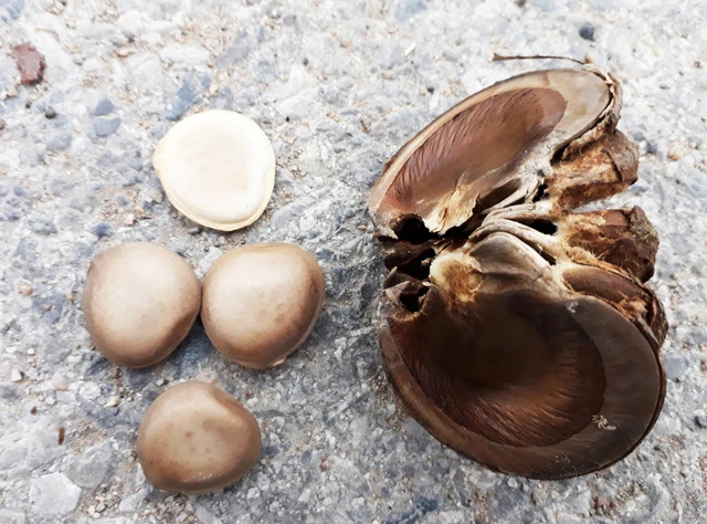 Quả và hạt cây ngô đồng. Ảnh: Internet